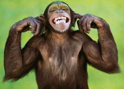 Monkey