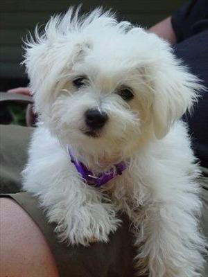  Toy Poodle