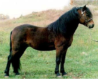 Pony