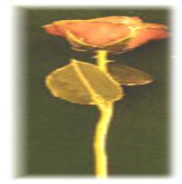Golden Rose
