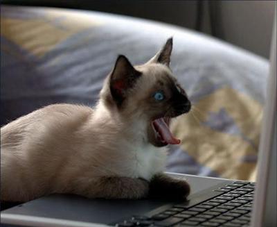 Computer Cat