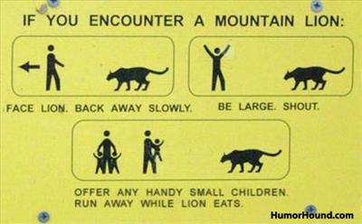 Mountain lion