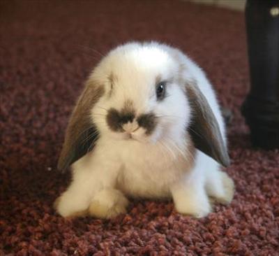 Bunny x