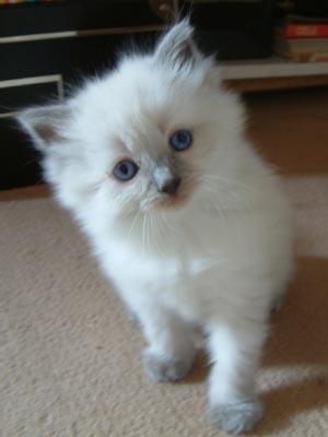 Kittens x