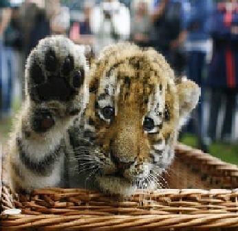 Tigar Cub x