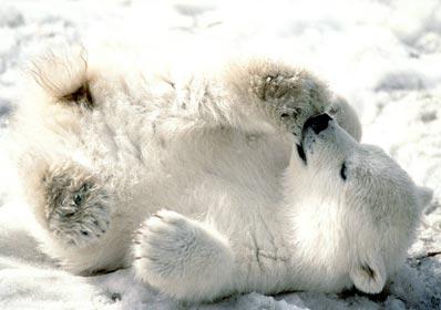Baby Pola Bears x