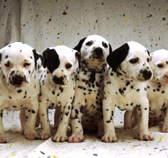 puppies
