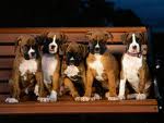puppies