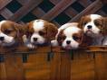 puppies