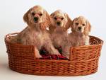 puppies
