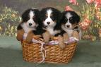 puppies