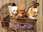 puppies