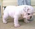 puppy