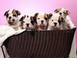 puppies