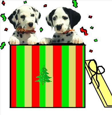 Cute puppies in a box