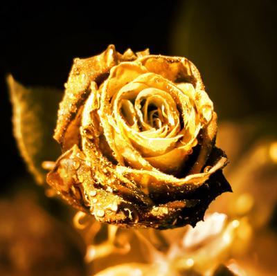 Golden Rose