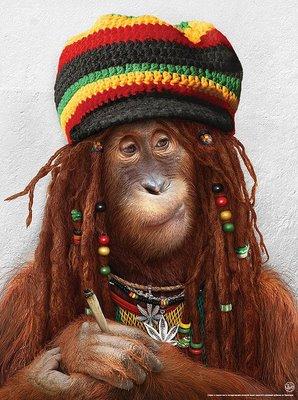 Rasta!
