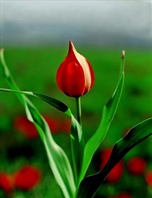 red rose