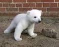 polar bear