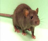 Rodent Meat