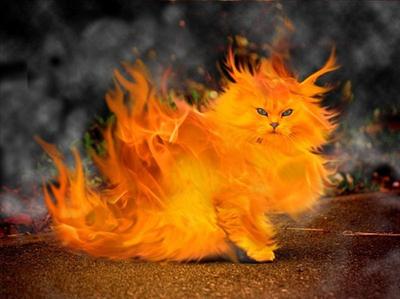 Flaming cat