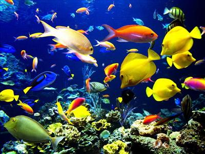 süs