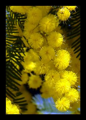 Mimosa