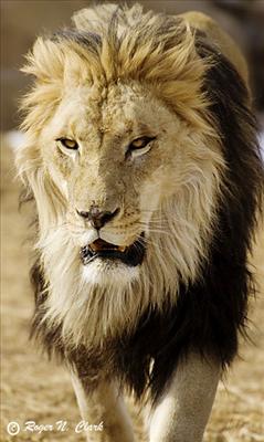 lion