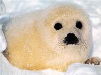 Foca cutxicutxi