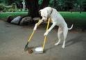 heres a dog cleaning up poop and then eating it