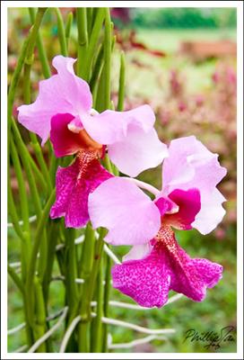 vanda miss joaquim