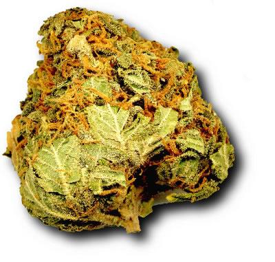 Bud (Golden)