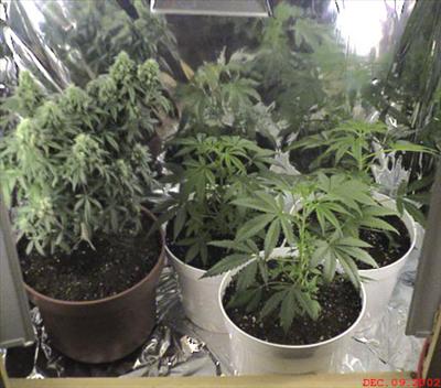 Plants