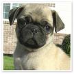 pug