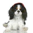 king charles spaniel