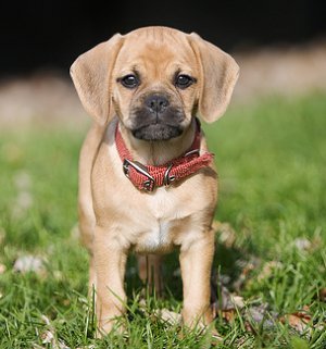 puggle