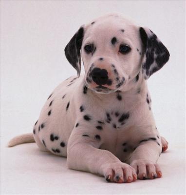 dalmation