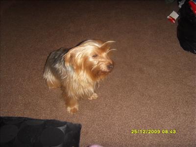 yorkshire terrier