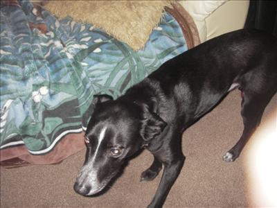 mungrel