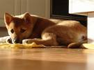 shiba inu