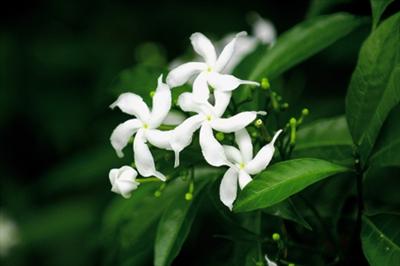 Jasmine - Love