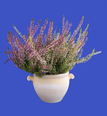 Heather - Protection