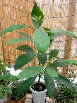 Avocado - Beauty