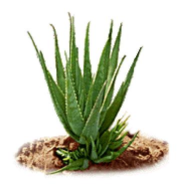 Aloe- Luck
