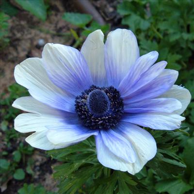 Anemone - Health & healing