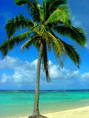 Palm - Success