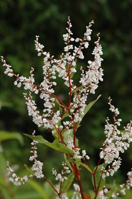 Knotweed - Health