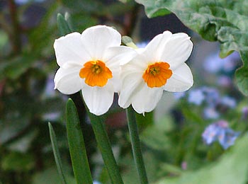 Narcissus - Egotism