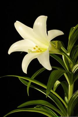Lily - Purity