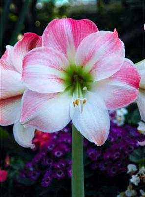 Amaryllis - Pride
